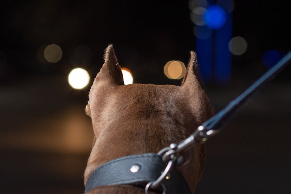 Ein Herrchen (37) schlug um sich, ein Hund biss zu: Attacke in der Dresdner Neustadt. (Symbolfoto)