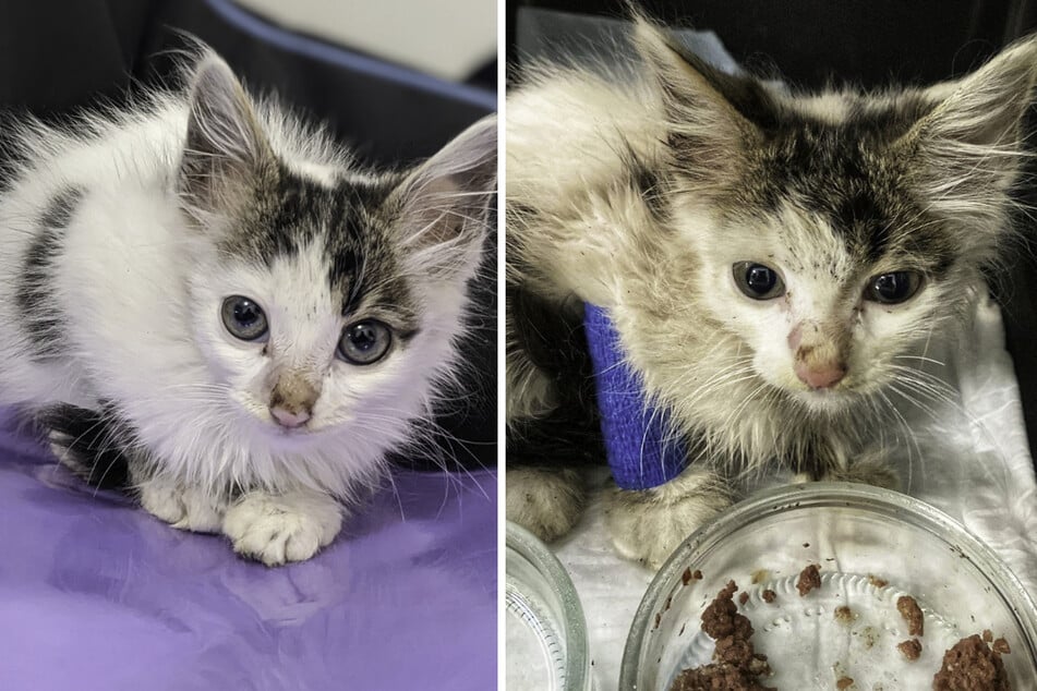 Nach der Behandlung in einer Tierklinik nahmen Appetit und Gewicht bei Katze Riboka zu. Das Tier konnte erfolgreich adoptiert werden.