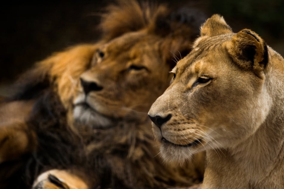 Australian zoo makes painful decision for heartbroken lioness who lost her partner