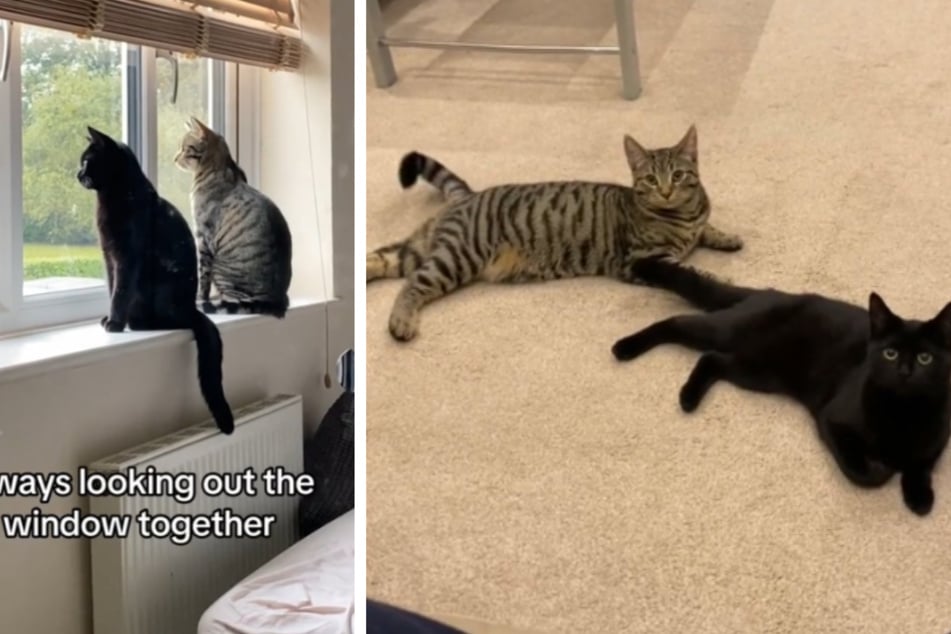 Cat owner proves why two kitties are better than one with viral TikTok!