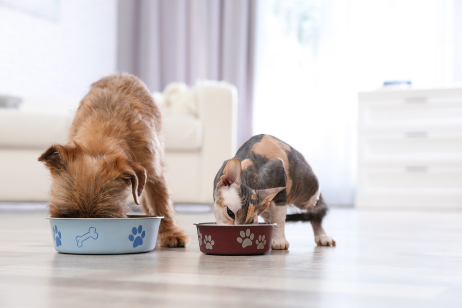 Können Hunde und Katzen bald unbedenklich zu Vegetariern oder gar Veganern werden? (Symbolfoto)