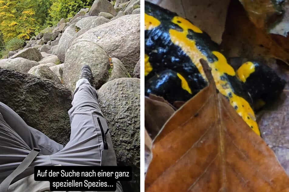 Auf der Suche nach einer ganz speziellen Spezies begab sich der Antiquitätenhändler nach Hessen und sah zunächst nur den "Poppes".