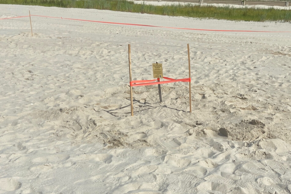 First sea turtle nest discovered on Mississippi beach since 2018
