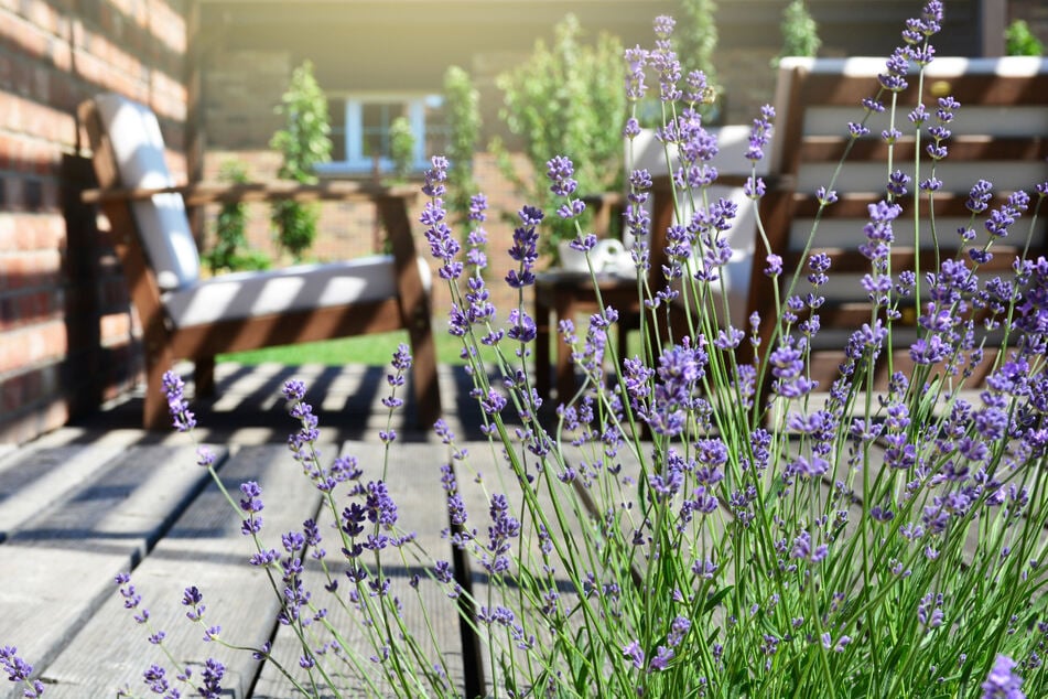 Spinnen mögen den Geruch von Lavendel meist nicht.