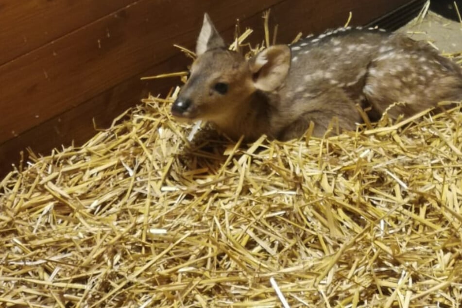 Noch ruht die kleine Schweinshirsch-Dame viel im Stall.