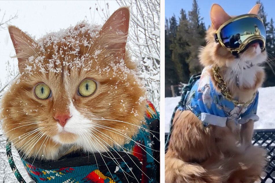 Adventure cat dons stylish ski 'fits and hits the slopes