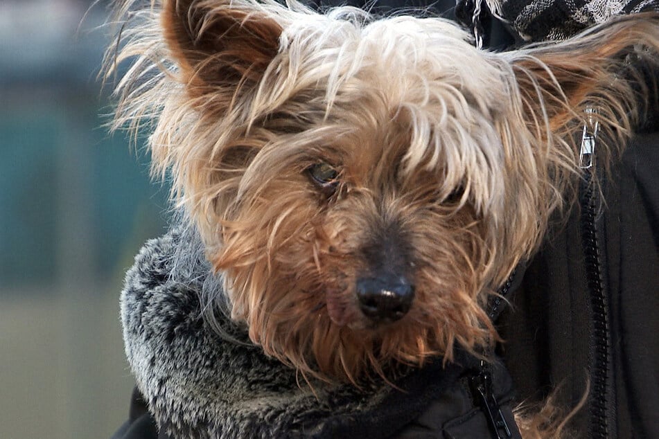 Trotz seines hohen Alters wünscht sich auch Sir Henry (15) einen Neustart.