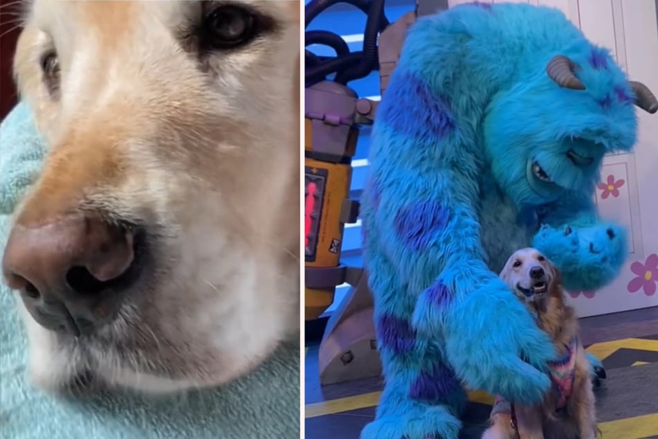 Four-legged friend Bailey was a huge Disney fan during his lifetime. On his last day on earth, his owner therefore made his heart's desire come true.