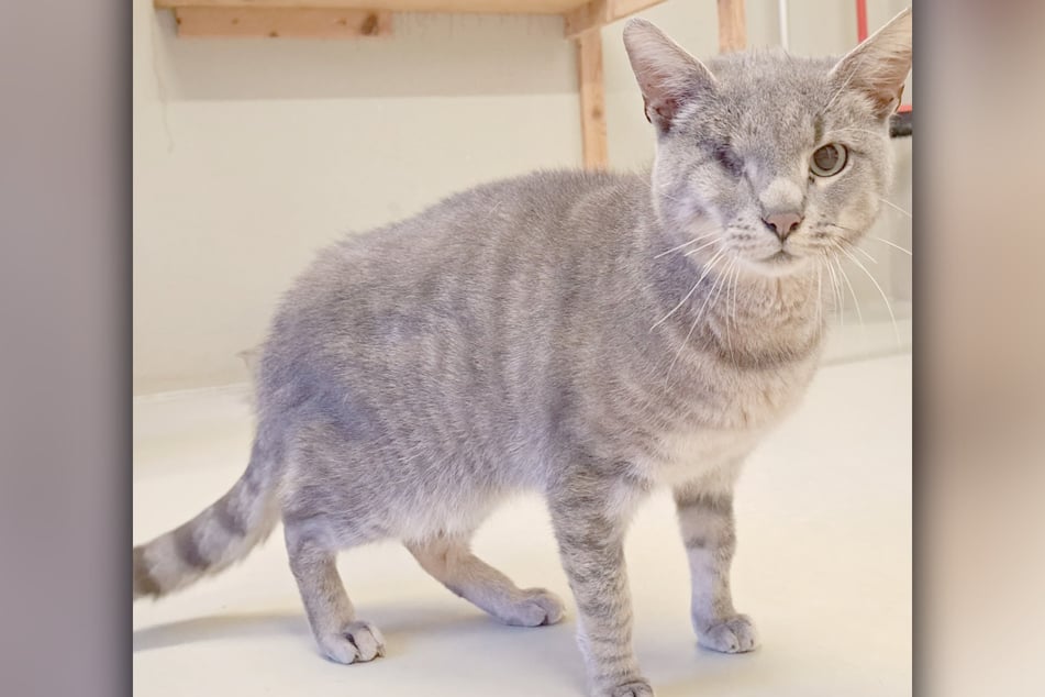 Dolph ist etwa sechs Jahre alt und sucht nach einem Zuhause.