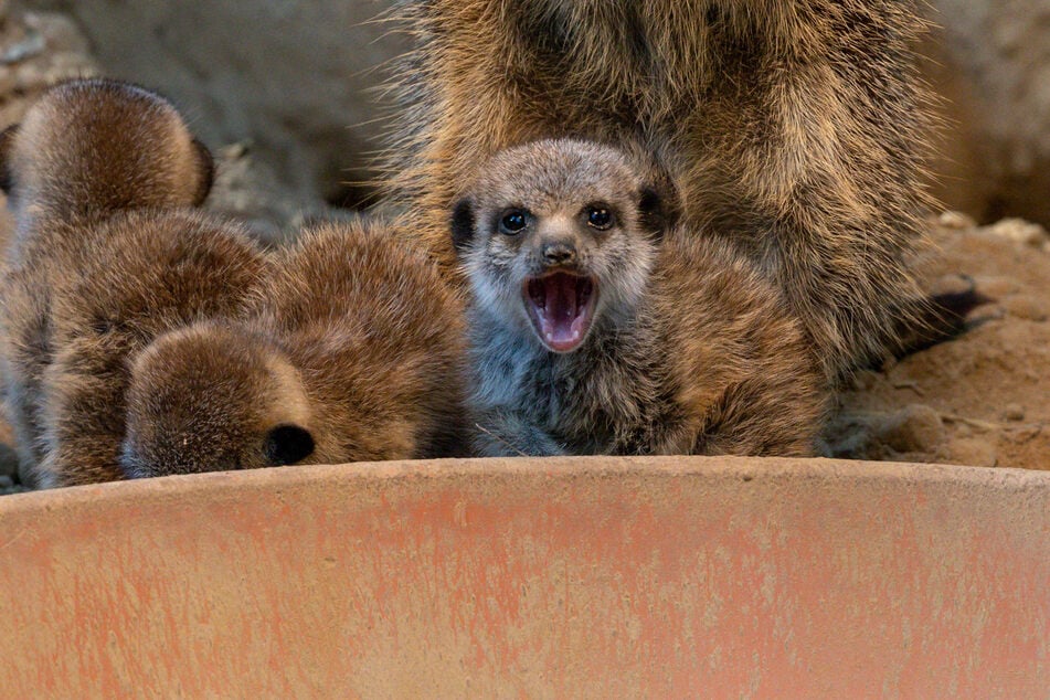 Die wachsamen Erdmännchen halten während des Zoo-Lockdowns vermehrt Ausschau.