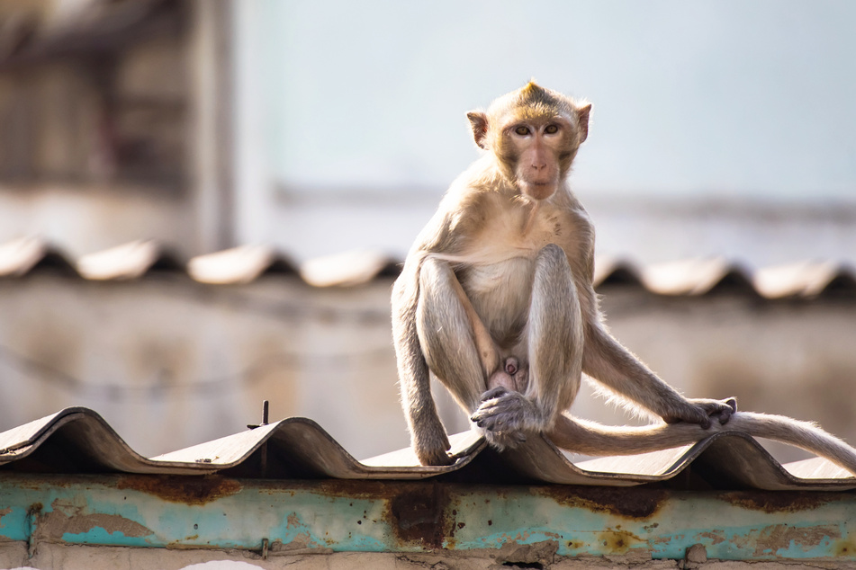 Einerseits werden Affen in Indien verehrt, andererseits sind sie auch eine Plage. (Symbolbild)