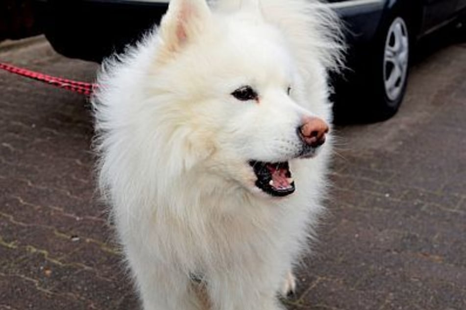 Schon seit etwas mehr als zehn Jahren lebt der Hunde-Opa im Frankfurter Tierheim.