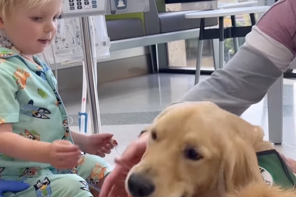 Rockford sieht den Golden Retriever neugierig an.