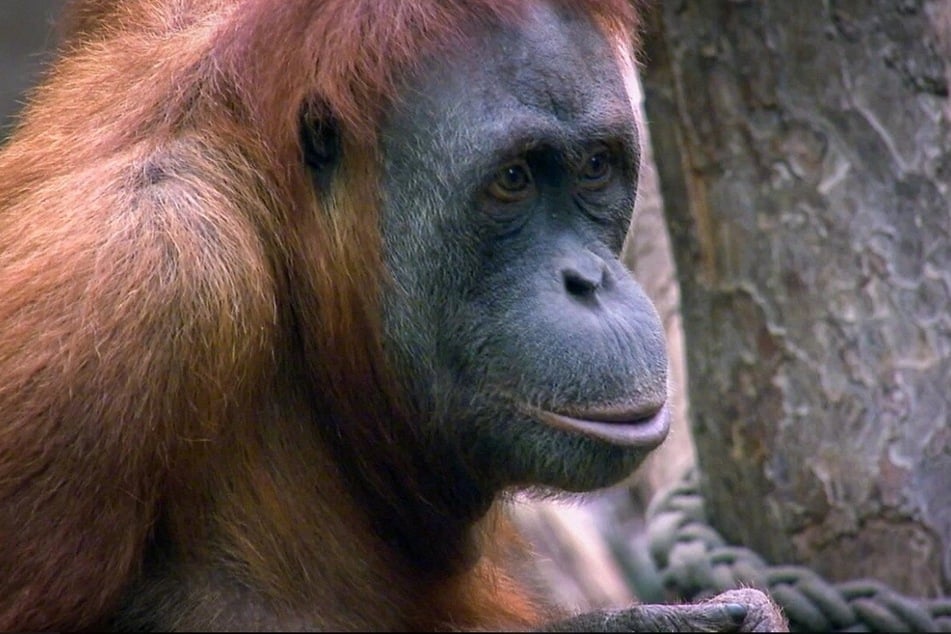 Die Orang-Utans im Zoo Leipzig haben eine Drinnen- und eine Draußenanlage.