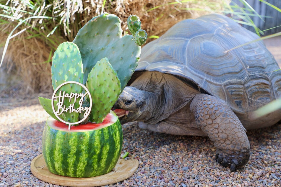 There is no better treat for a giant tortoise than an equally giant watermelon.