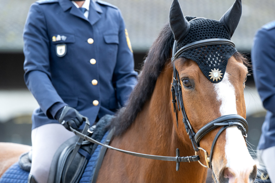 Ein Polizeipferd erschreckte sich in München so, dass es seine Reiterin abwarf. (Symbolbild)