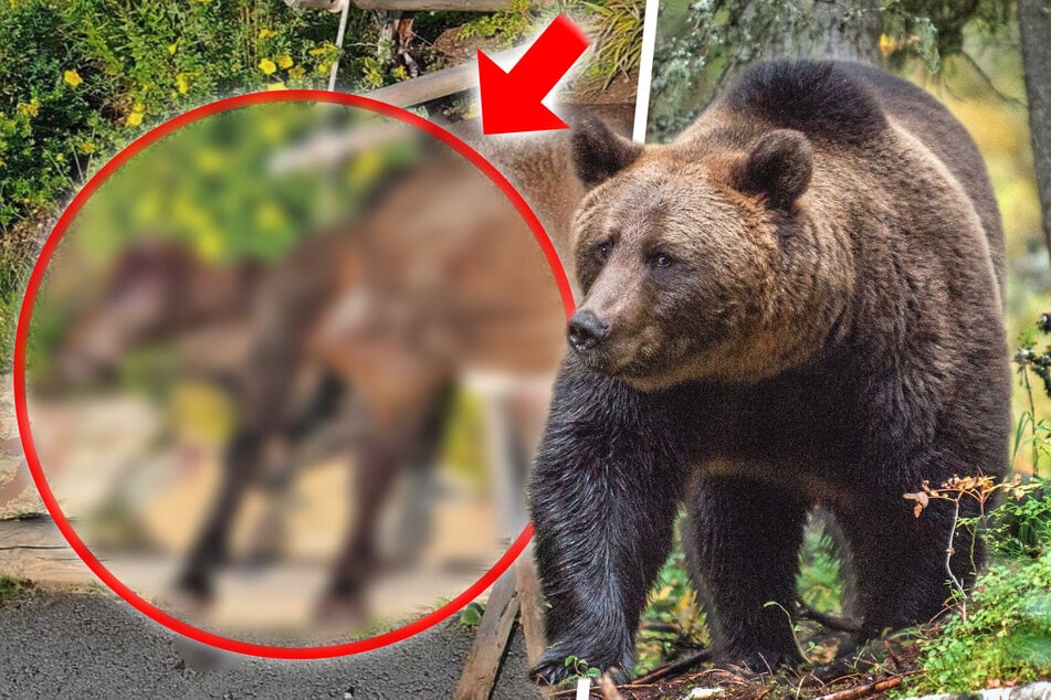 Grausamer Angriff in Österreich: Bär soll Pony an beliebter Wanderalm getötet haben