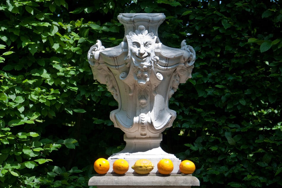 Bei den Sächsischen Zitrustagen im Barockgarten Großsedlitz dreht sich alles um Zitronen, Orangen und ihre Geschichte. (Archivfoto)