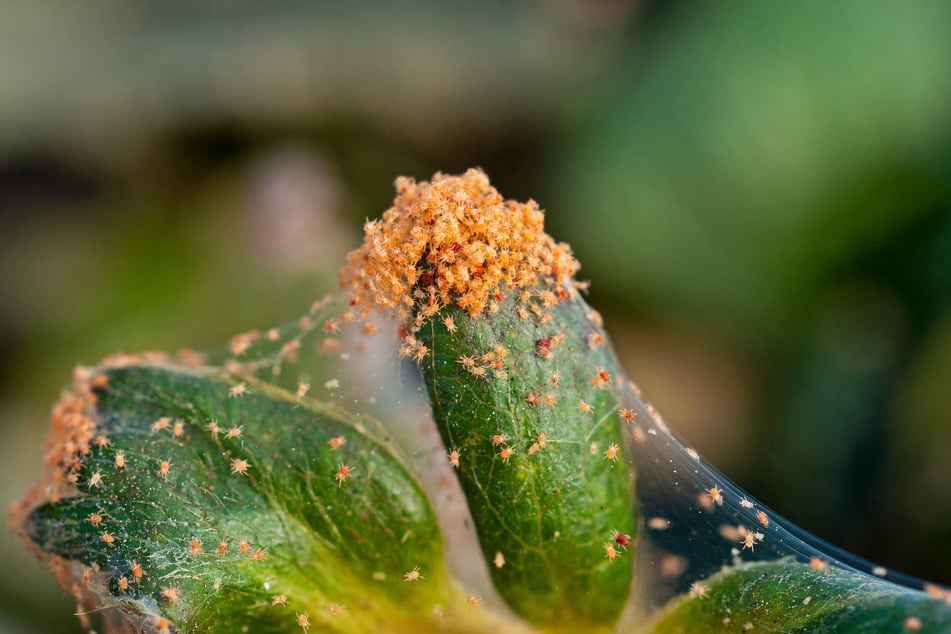 Ein starker Befall von roten Spinnmilben – für die Pflanze kann das das Aus bedeuten.