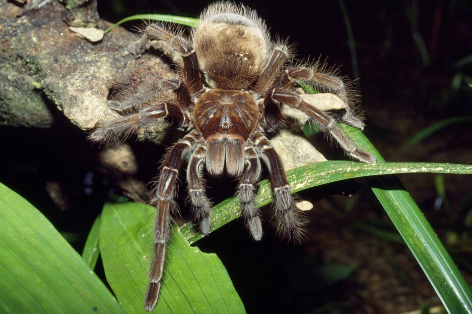 Goliath birdeater spiders eat birds. Yes, they're that big!