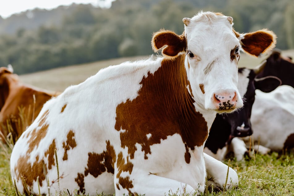 Dreister Diebstahl? Mutterkuh spurlos verschwunden - Polizei ermittelt