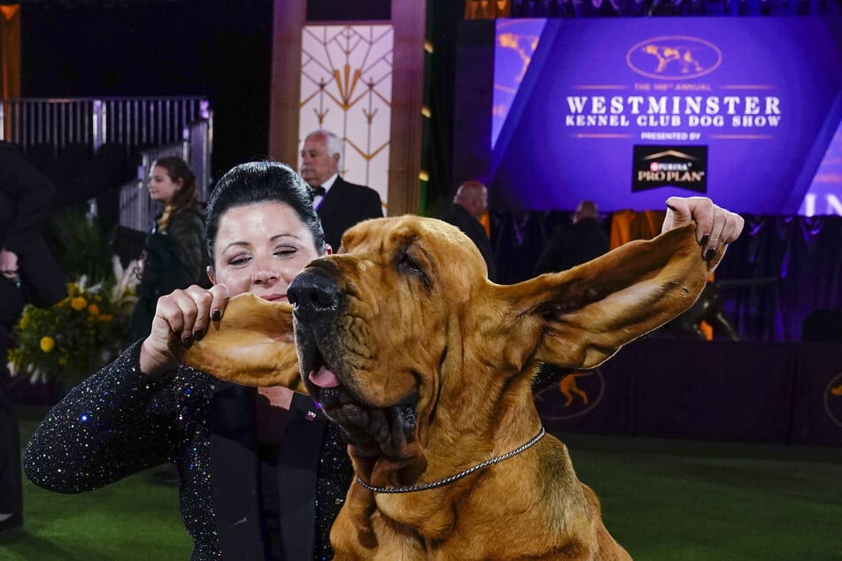 Der Bluthund Trumpet gewann 2022 den Titel Best in Show.