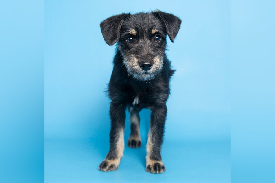 Neue Chance, neues Glück: Parson-Russell-Terrier-Mix Gracie sucht jetzt ein neues Zuhause!