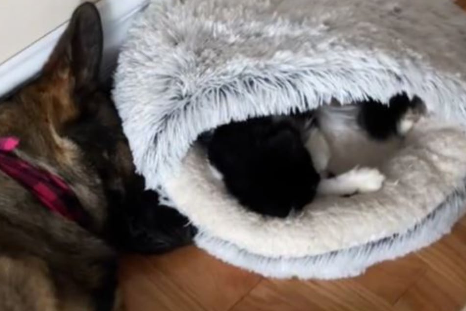 More videos showed that Wednesday (l.) and Charlotte like to nap together.