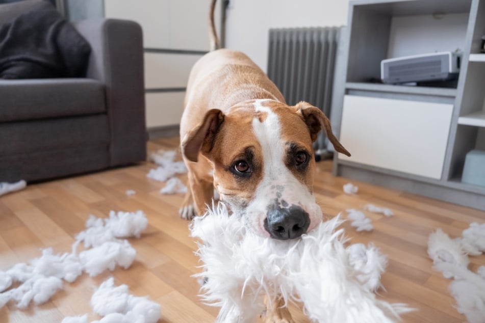 Auch Hunde haben schwierige Flegeljahre.