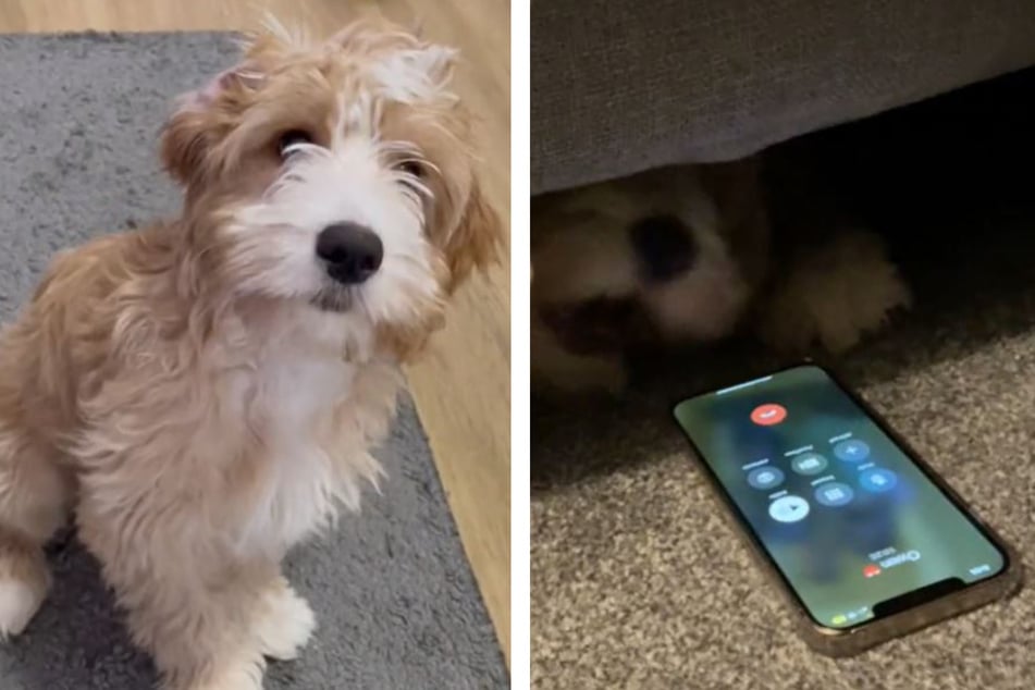This dog doesn't do phone calls and TikTok is loving it!