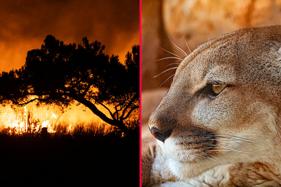 A wildlife expert has warned that the ongoing wildfires in and around Los Angeles may have a devastating impact on mountain lions.