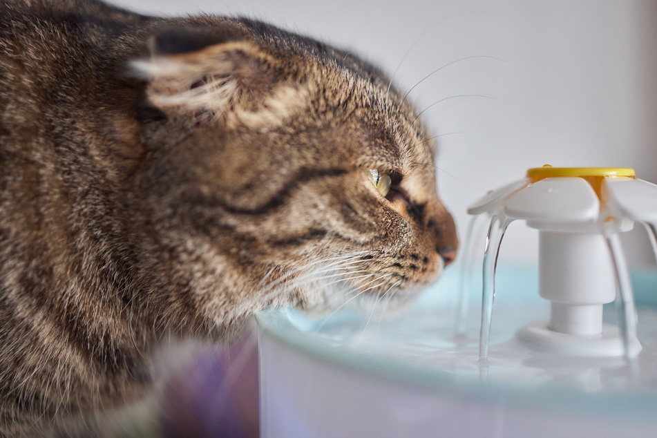 Cat drinking fountains are meant to help keep your cat hydrated.