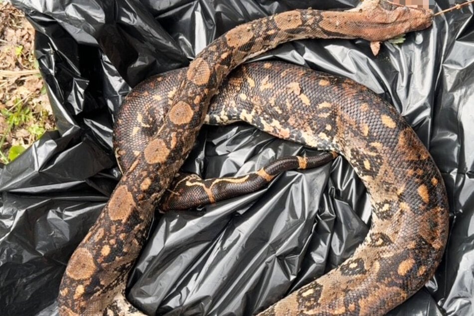 Das Polizeipräsidium Osthessen vermutet, dass es sich bei der toten Schlange um eine südamerikanische Boa constrictor handelt.