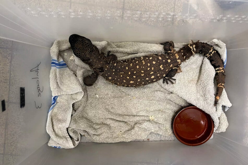 Auch die giftige Skorpion‐Krustenechse wurde in die Reptilienauffangstation nach München gebracht.
