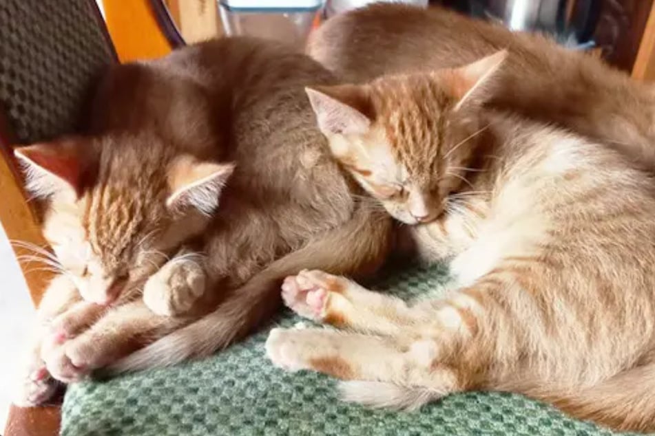 Die süßen Katzen-Kinder wollen bei liebevollen Menschen Einzug halten.