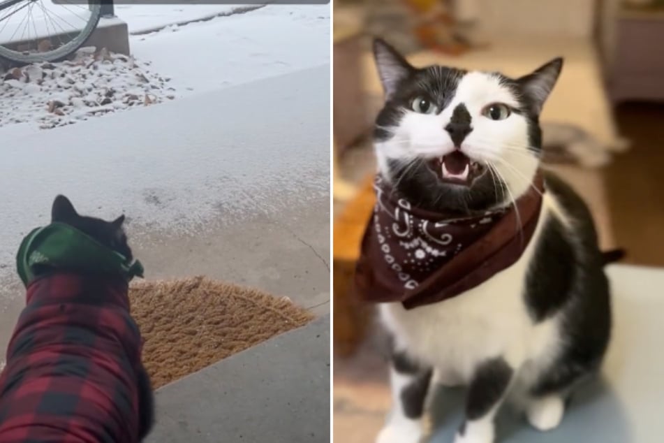 Cat goes viral for brutally honest reaction to the cold