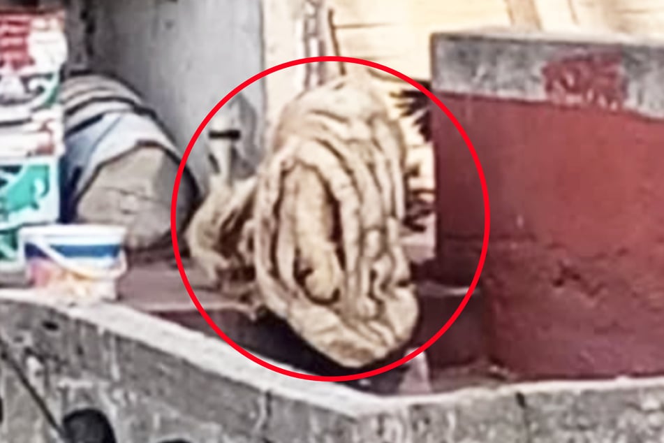 Praktisch nicht mehr als solcher zu erkennen: Bei dieser Gestalt handelt es sich um einen Hund.