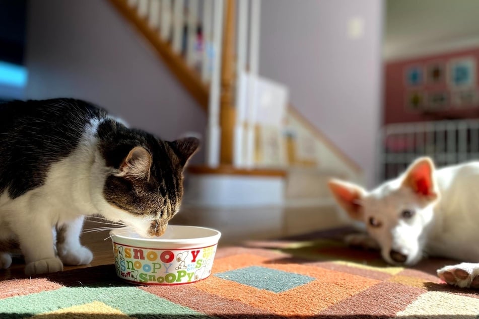 Dürfen Katzen Hundefutter fressen?