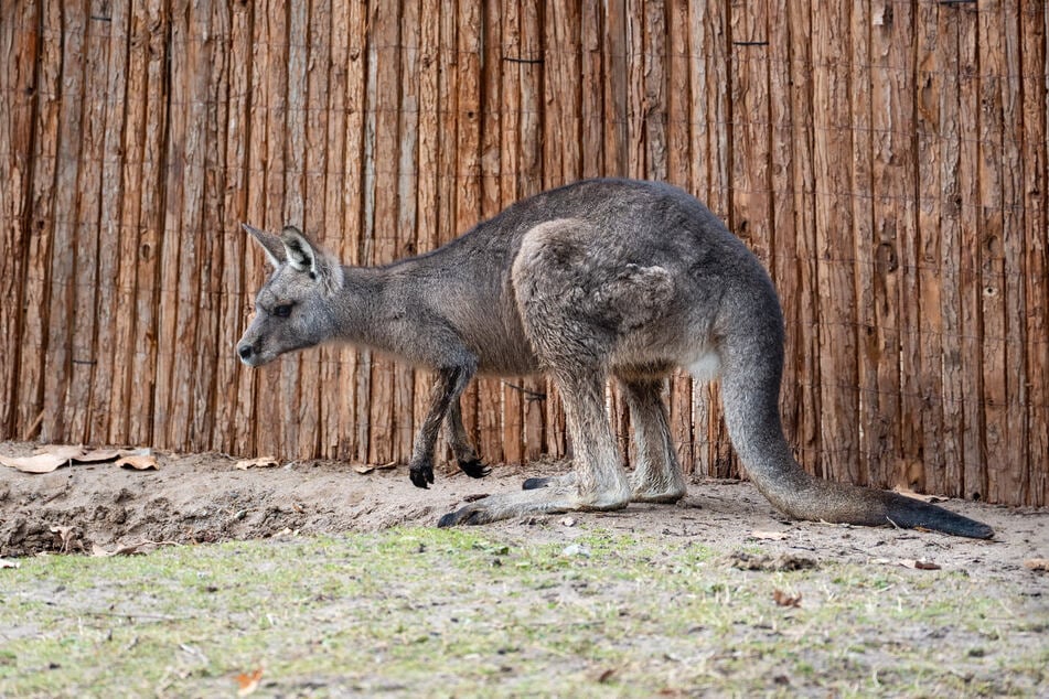Noch etwas zaghaft tastet sich das Graue Riesenkänguru in seinem neuen Terrain voran.