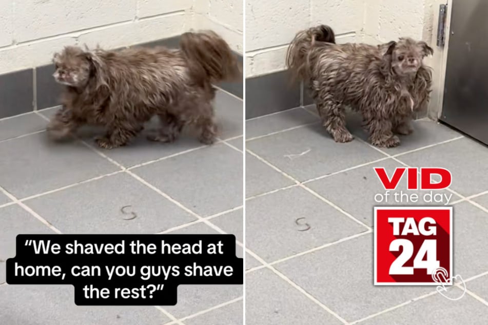 viral videos: Viral Video of the Day for February 4, 2026: Dog's DIY haircut has groomers losing it