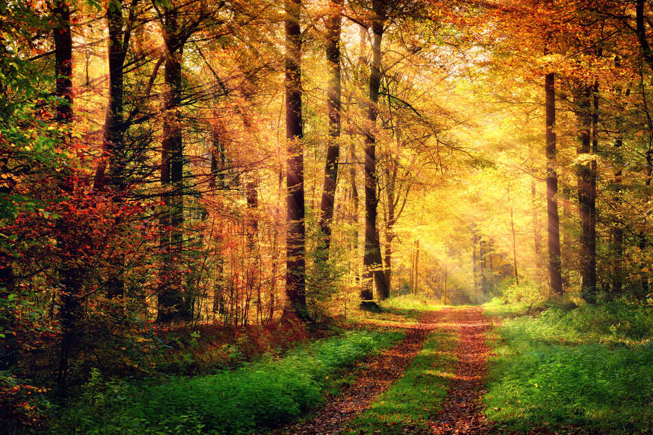 Noch sind die Temperaturen in dem Bereich, in dem sich ein schöner Herbstspaziergang lohnen würde. (Symbolbild)