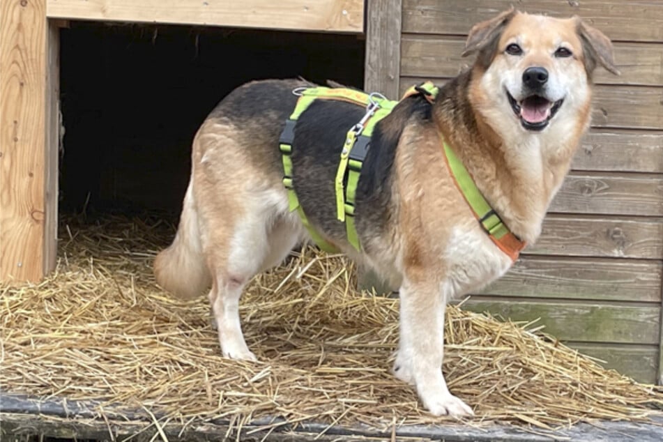 Im Tierheim zeigt Nelli langsam kleine Fortschritte und beginnt, ihren Menschen zu vertrauen.