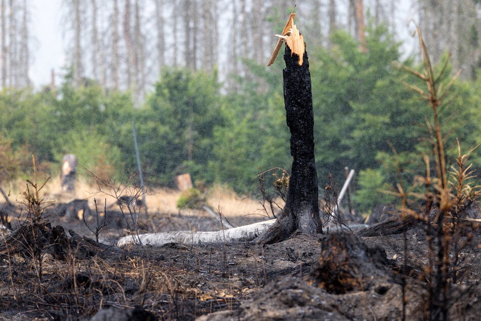 Mit zunehmender Trockenheit steigt die Gefahr für Waldbrände in Thüringen. (Symbolfoto)