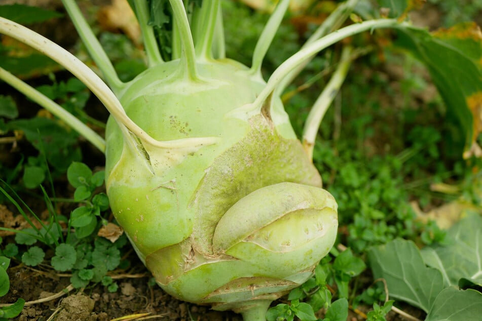 Zu viel Wasser auf einmal kann Risse in einem Kohlrabi bewirken.