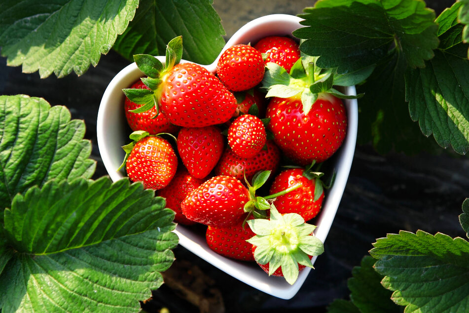 Frische und selbst gepflückte Erdbeeren schmecken am besten. (Symbolbild)