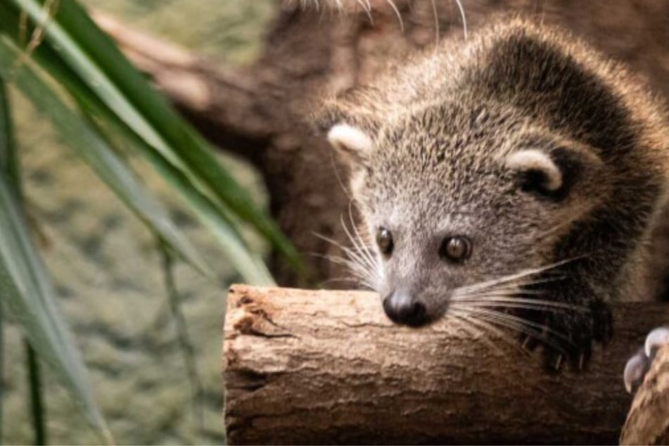 Trauer im Zoo Dresden: Die kleine Holly ist gestorben