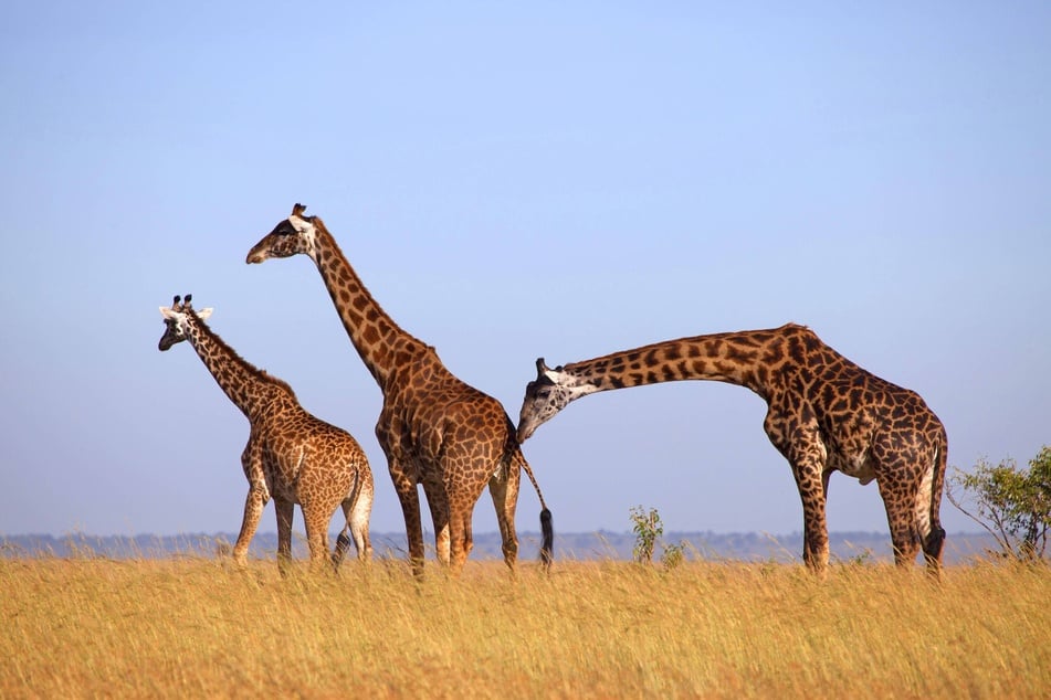 Giraffes have the longest necks in the world.