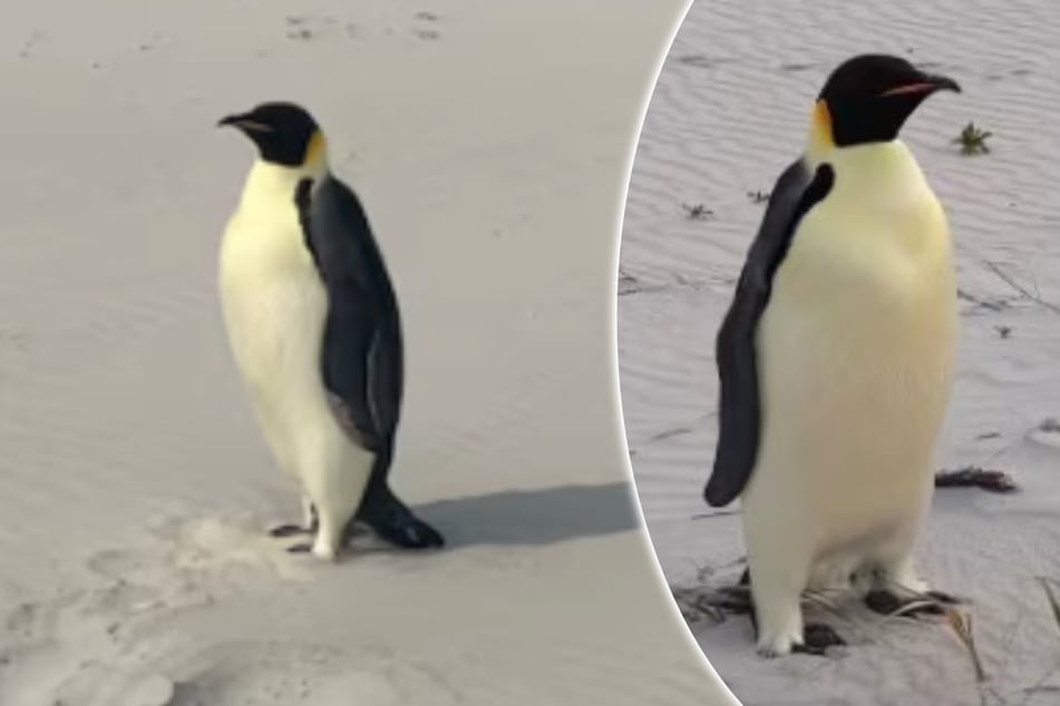 Lost penguin makes epic journey from Antarctica to Australia!