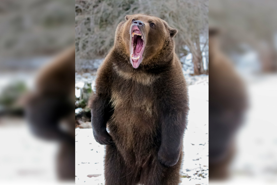 Bears rarely attack people, but a grizzly was responsible for the death of a camper in Montana on July 6 (stock image).