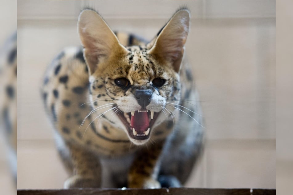 Der Serval stammt ursprünglich aus Afrika und wird in Europa teils illegal als Haustier gehalten. (Symbolfoto)